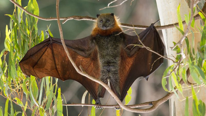 Here’s A Load Of Upside Down Bat Pics To Bring You Pure, Unadulterated Joy