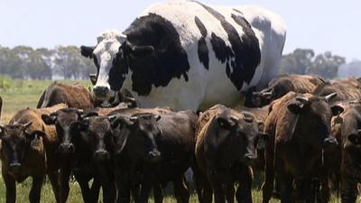 The World Is Utterly Mesmerised By This Heaving Aussie Cow Named “Knickers”