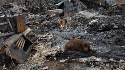 Very Good Boy Saves US Family From Huge Fire That Destroyed Their Home