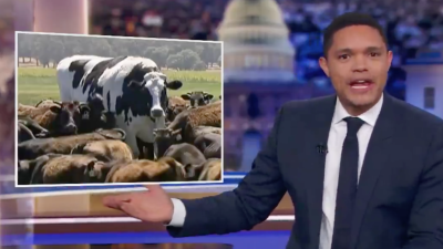 Knickers The Large Cow Forced Trevor Noah To Roll Out His 7/10 Aussie Accent