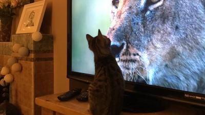 Here’s A Bunch Of UK Cats Transfixed By The Lions In Attenborough’s New Doco