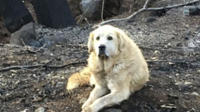 Loyal Doggo Guards Burned Down Home For Weeks After California Fires