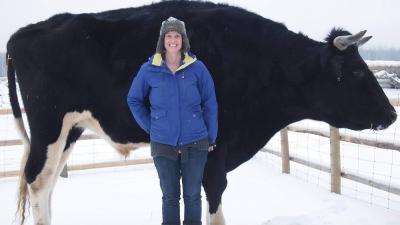 Canada Has Somehow Produced An Even Larger Cow Than Our Own Big Cow