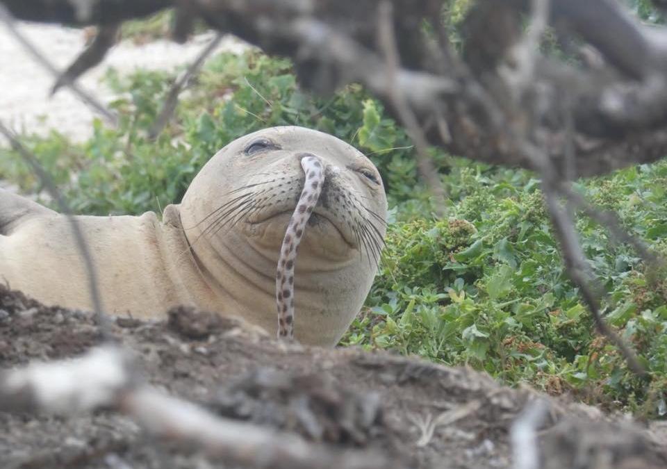 seal eel in nose hawaiian monk seal