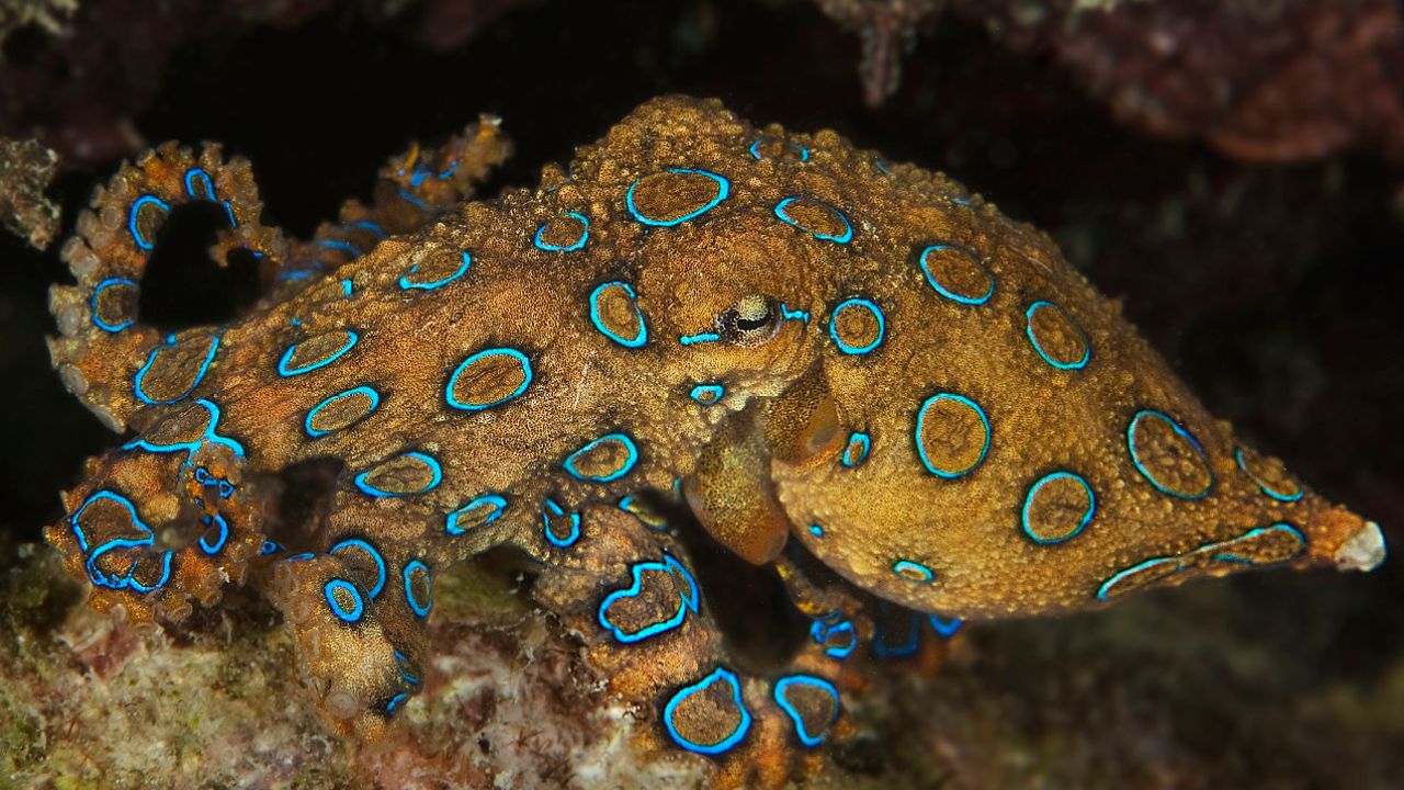 WA Family Accidentally Brings Home Two Blue-Ringed Octopuses & Fuck To That