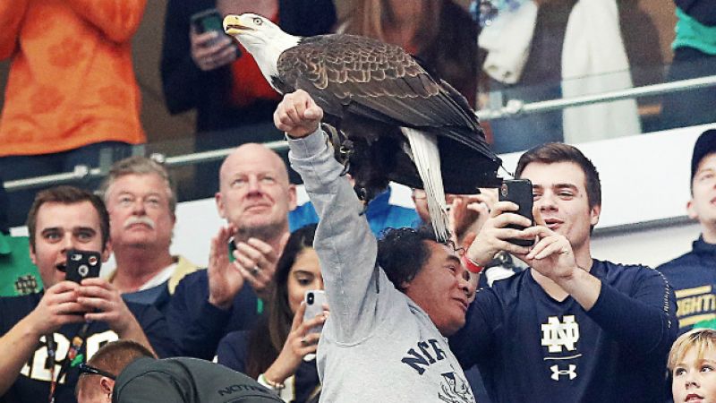 Eagle Selects Next US President By Landing On Random Fan At Football Game