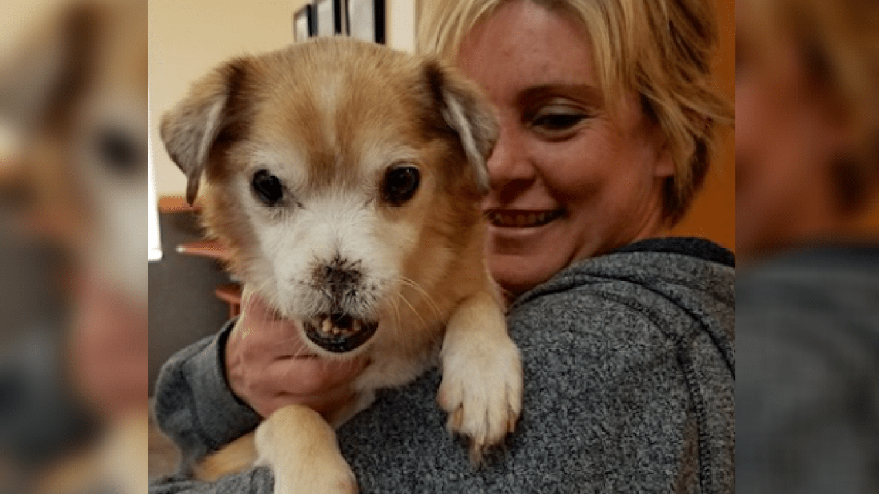 Meet Sniffles, A Senior Pup With No Nose Trying To Find A Forever Home