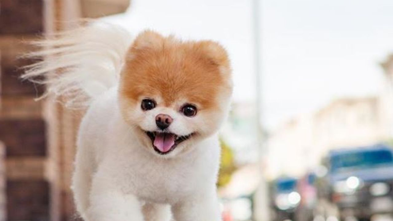 Boo The Pomeranian, The Dog Who Made The World Smile, Has Passed Away