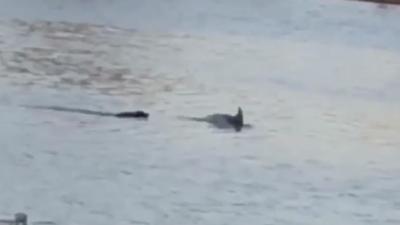 This Video Of A Dog & Dolphin Swimming Together In Adelaide Is Pure As Heck