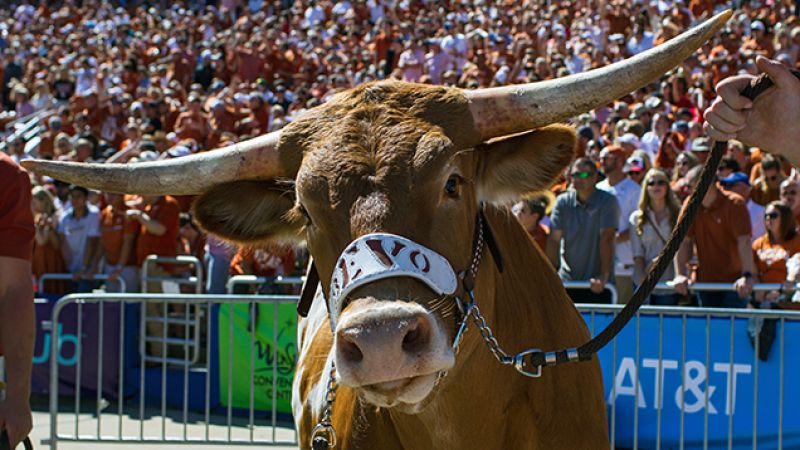 A Giant Bull Nearly Murdered A Dog On Live TV At A US College Football Game