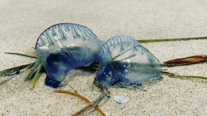 Jellyfish Apocalypse Hits QLD With More Than 20K Bluebottle Stings Since Dec