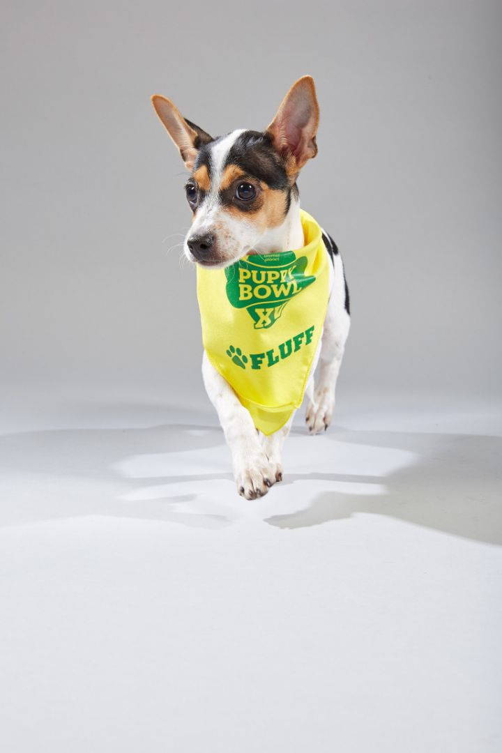 Meet The Two Teams For The 2019 Puppy Bowl, The Best Game Of The Year