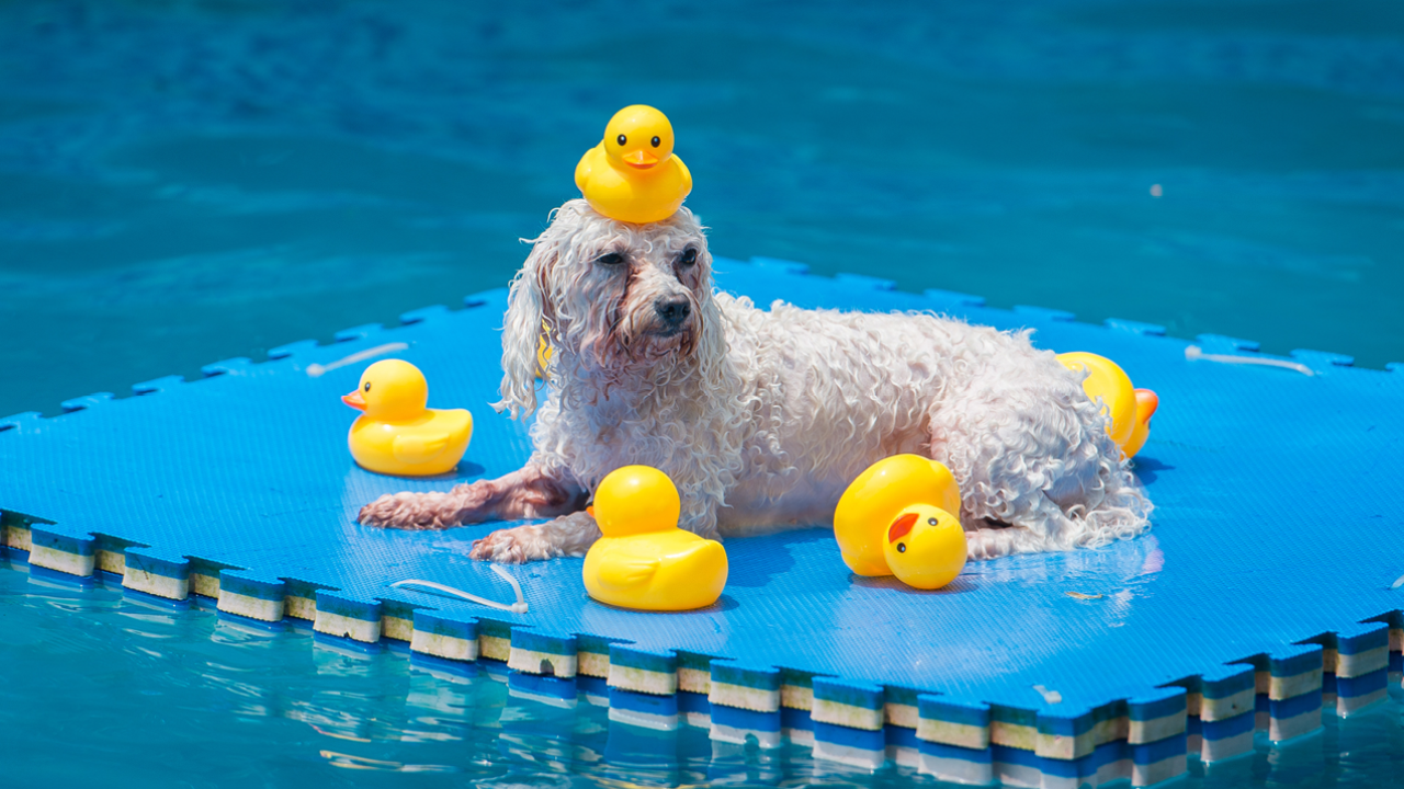 Sydney’s Famous Harbourside Pool To Hold An Annual Puppy Pool Party