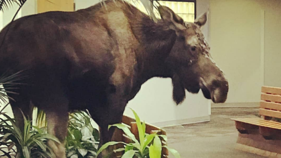 A Big Ol’ Moose Found Its Way Into A Hospital Foyer In Alaska, Which Is Fine