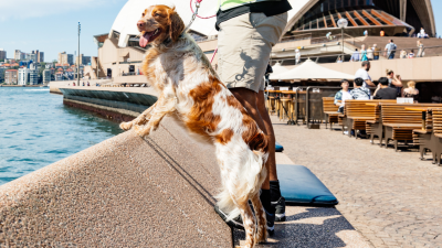 The Sydney Opera House Is Enlisting Good Dogs To Scare Off Ratbag Seagulls