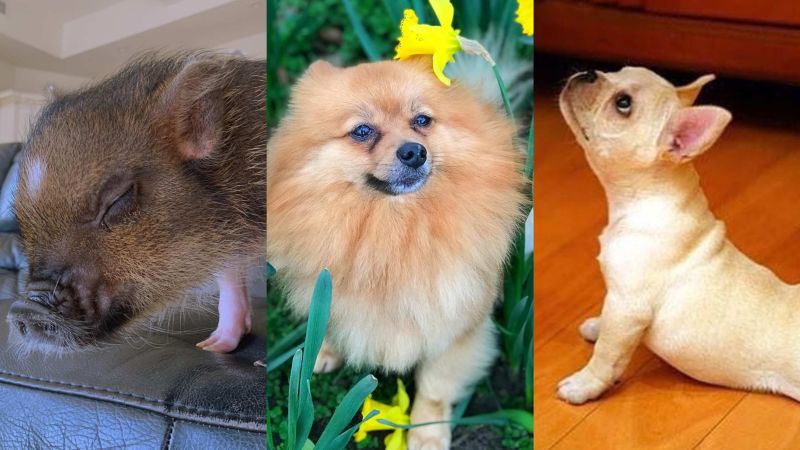 Here’s All The Precious Floofs Vying For The Title Of Cutest Musician’s Pet