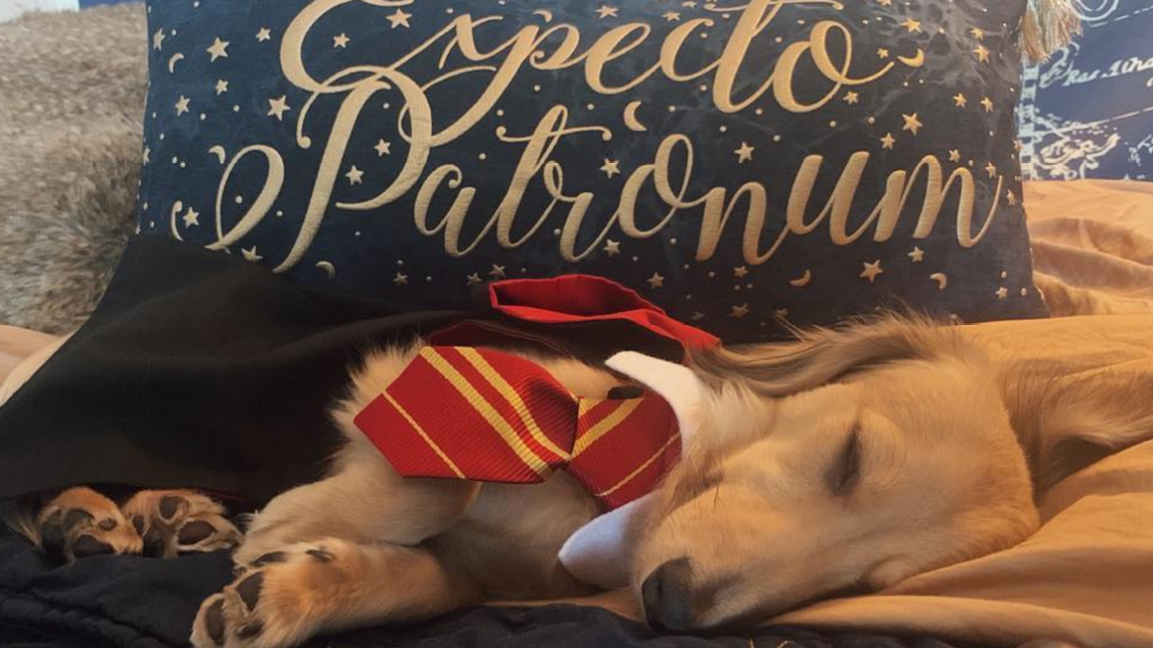 This Wee Pup Responds To ‘Harry Potter’ Spells Which Is A Real Ravenclaw Mood