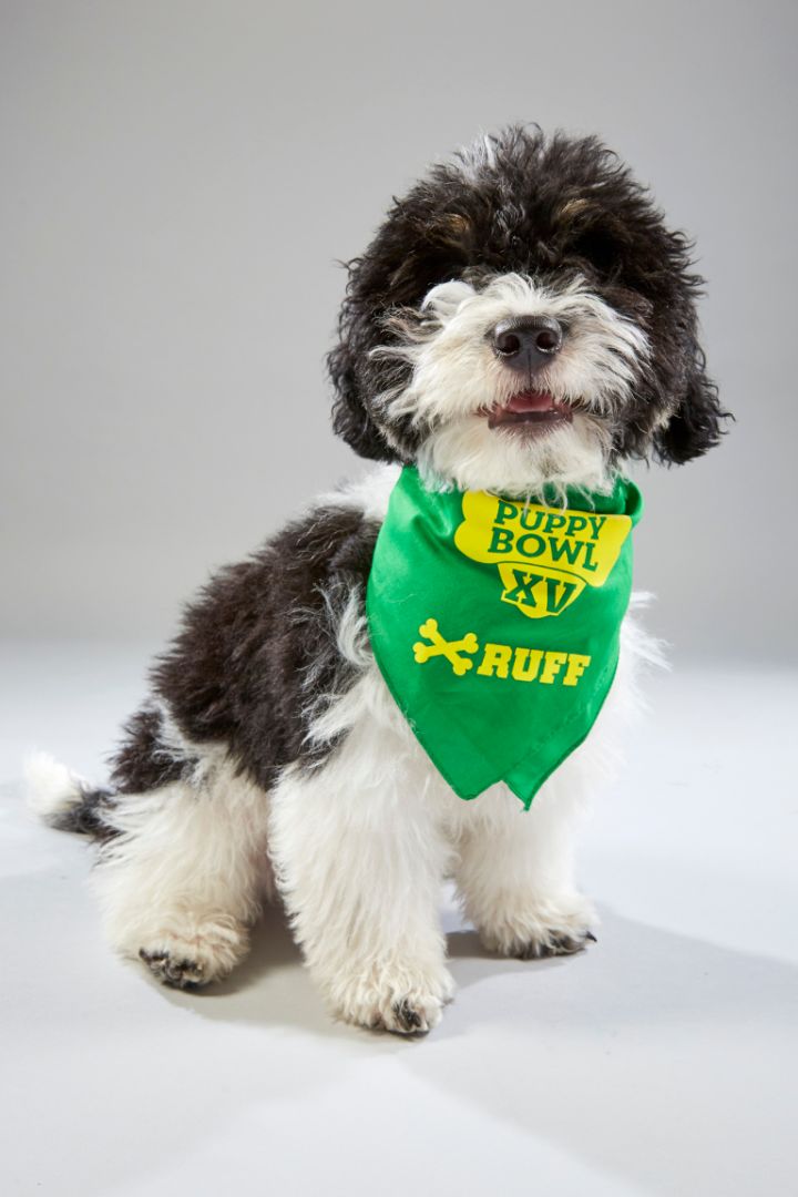 Meet The Two Teams For The 2019 Puppy Bowl, The Best Game Of The Year