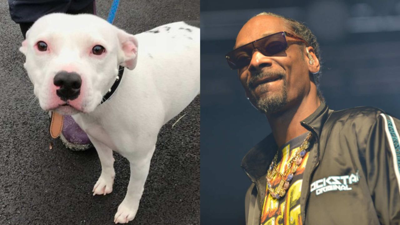 Snoop Dogg Offers To Adopt Rescue Dog, Also Named Snoop