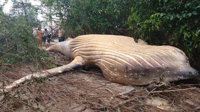 Researchers Are Investigating A Humpback Whale Carcass Found In The Amazon