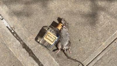 Meanwhile In NY, Rat Lying Next To Empty Bottle Of Hennessy Goes Viral 
