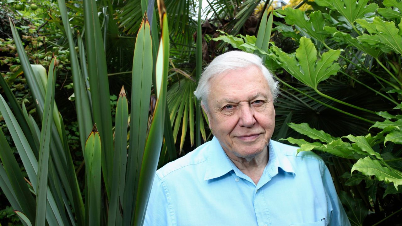 David Attenborough’s Soothing Voice To Hug Us All Via A New BBC Doco Series