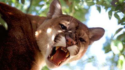 Jogger Kills Mountain Lion With His Bare Hands After Being Attacked On A Run