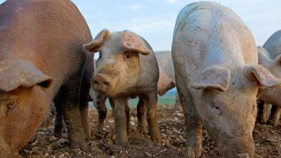 Farmer Eaten By Pigs After Passing Out In Their Pen During Feeding Time