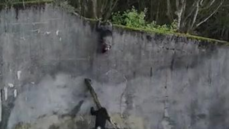Chimps At Belfast Zoo Escape Enclosure Using Ladder They Made Themselves