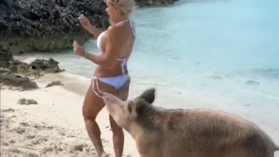 Here’s An Instagram Model Being Bitten On The Ass By A Wild Pig In The Bahamas