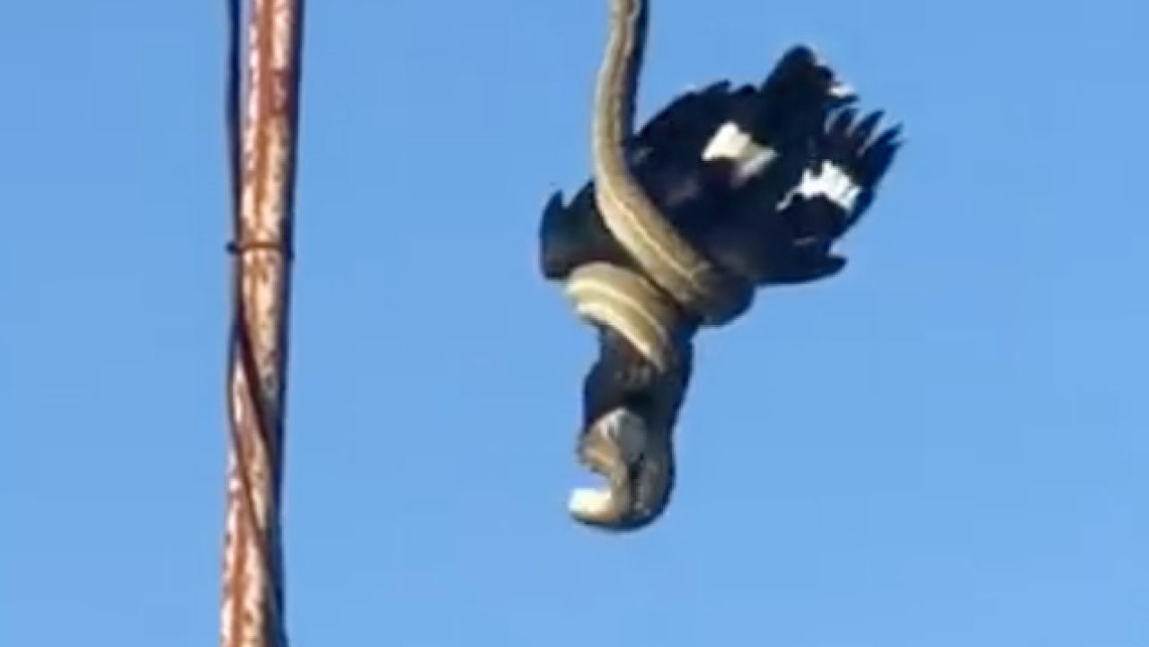 Here’s A Python Hauling In A Captive Currawong Like A Fucking Winch