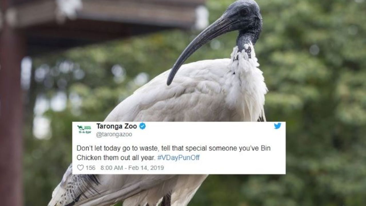 A Bunch Of Zoos Across Australia Are Having A Valentine’s Day Pun-Off