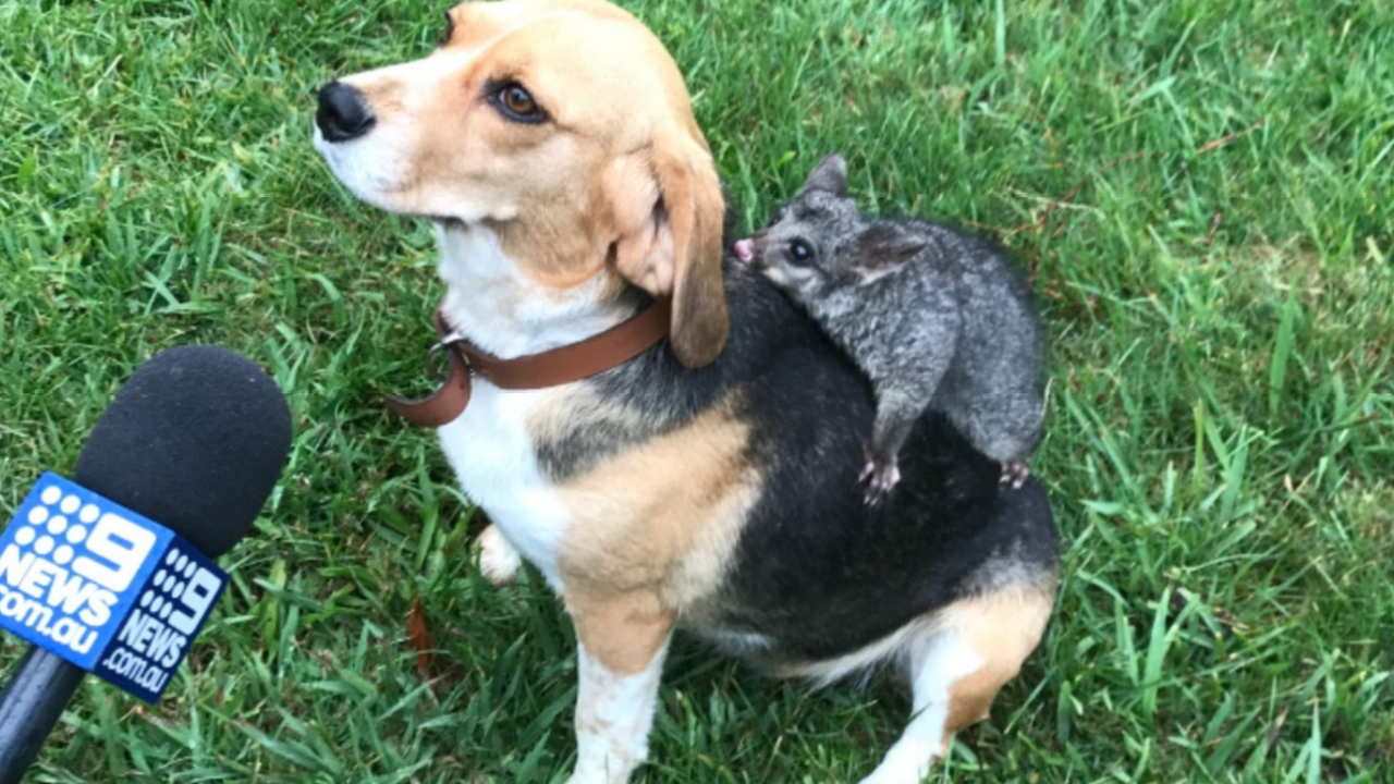A Mama Dog Adopted A Wee Possum In VIC, Ruining Hearts Nationwide