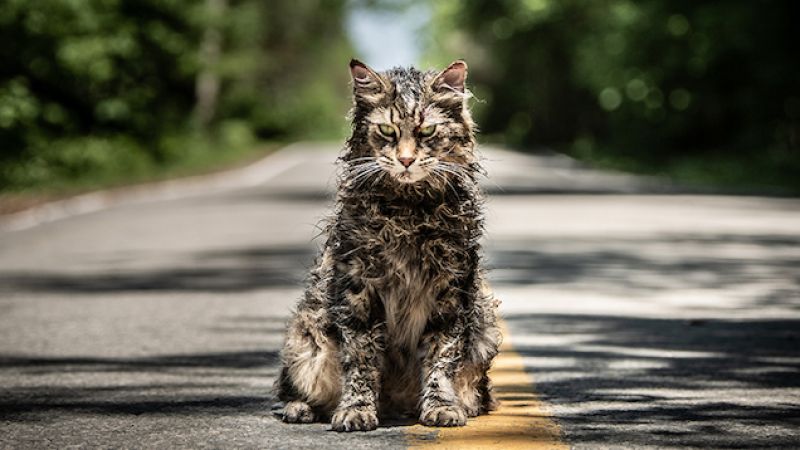 The Cat In The New ‘Pet Sematary’ Trailer Is Kinda Cute, But Also Very Dead