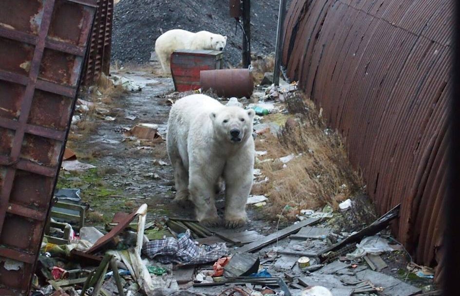 polar bears invasion