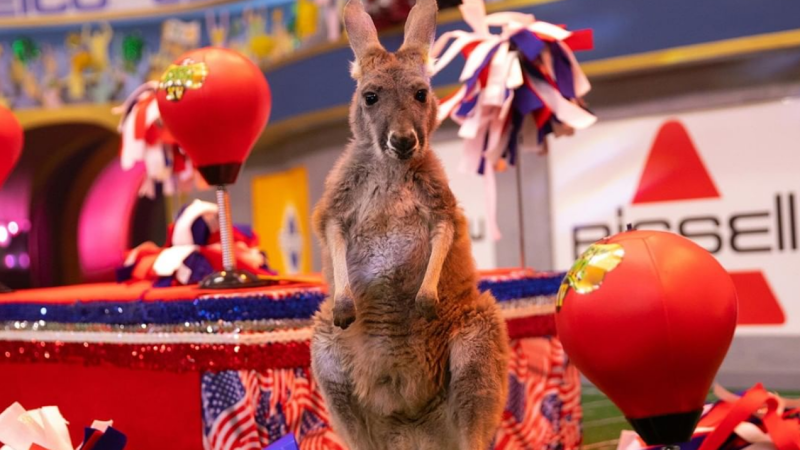 Pop Yr Peepers On The Adorable Aussie Cheerleaders At Puppy Bowl XV