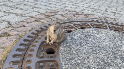This Chonky Rat Wedged In A Manhole Has Joined The Extended Famous Rat Fam
