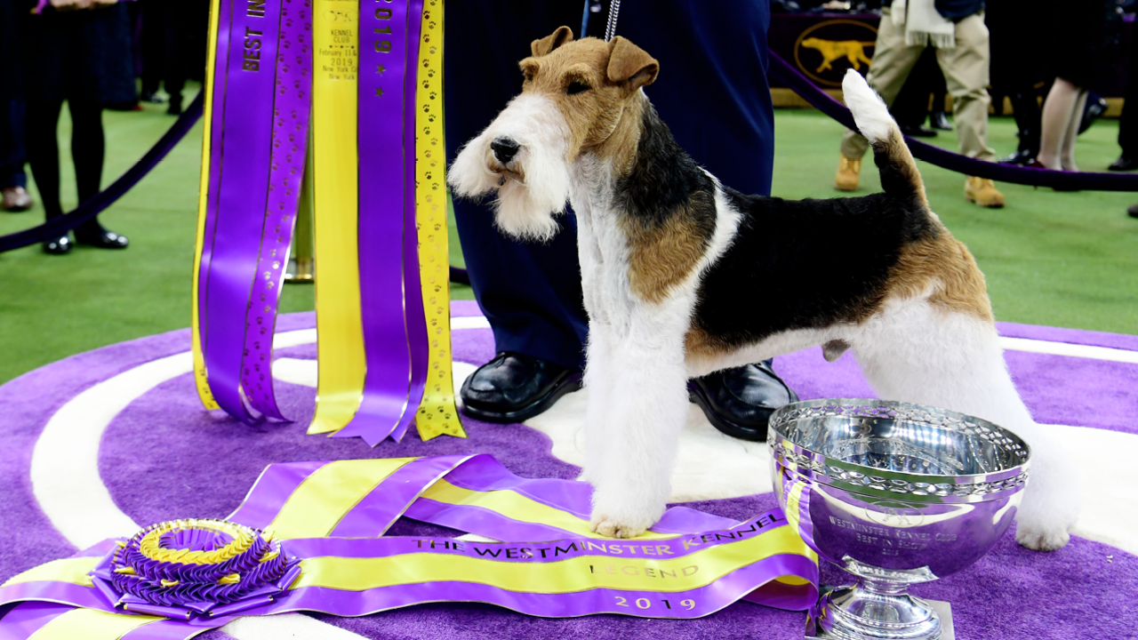 Dog Lovers Release Their Annual Anger Over The Winner Of Westminster Dog Show