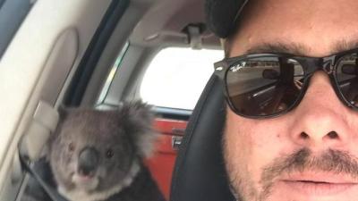Feisty Koala Sets Up Shop In Bloke’s Air-Conditioned Car And Refuses To Leave