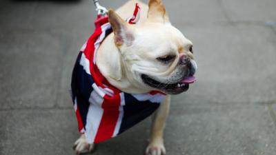 A Million People And This Dog Turned Up To London’s Massive Brexit Protest