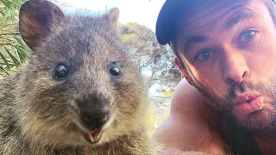 Chris Hemsworth’s Quokka Selfies Are The Gifts That Keep On Giving