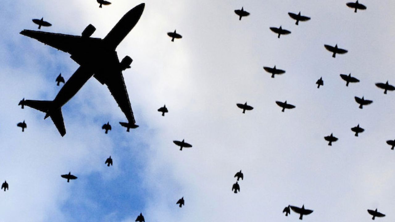 Australian Planes Ran Into A Whopping 16,626 Birds Between 2008 And 2017