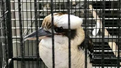 Aussie Woman “Shocked” To Find Kookaburra For Sale In US Pet Shop