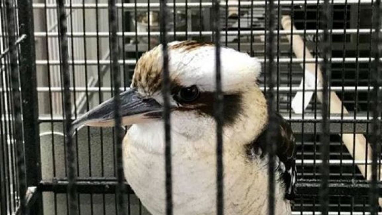 Aussie Woman “Shocked” To Find Kookaburra For Sale In US Pet Shop