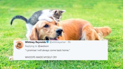 These Tweets Sum Up Everything We Wish Our Pets Could Understand