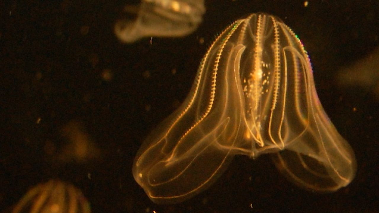 Jealous Much? This Comb Jelly Has A Butthole That Only Appears When It Shits