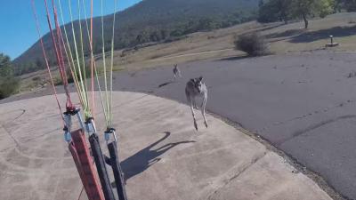 Paraglider Returns To Ground, Is Immediately Attacked By A Pair Of Kangaroos