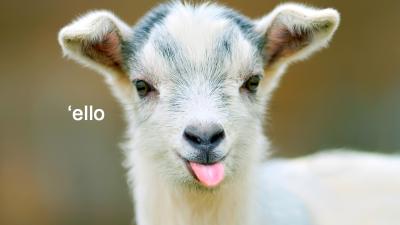 We Kid You Not: A Blessed Baby Goat Petting Zoo Is Coming To Sydney