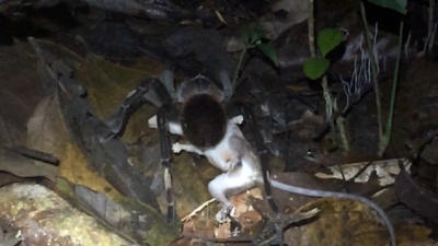 Here’s A Big-Ass Tarantula Dragging A Whole Possum Right Into Your Nightmares