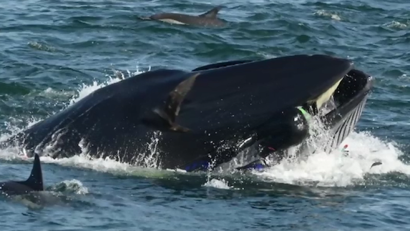 South African Diver Hoovered Into The Gob Of A Whale During Feeding Frenzy